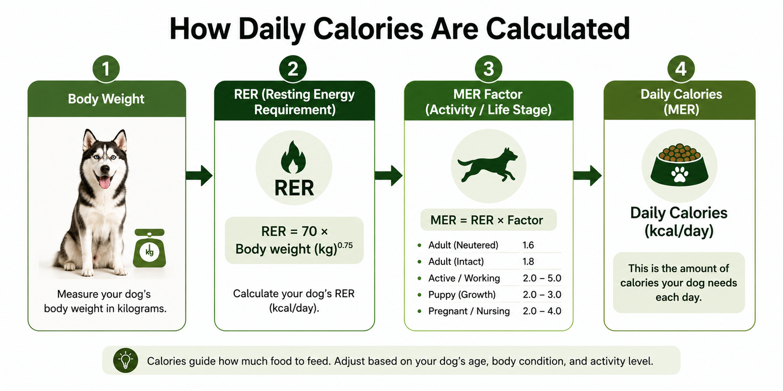 Dog calorie calculation from RER to MER