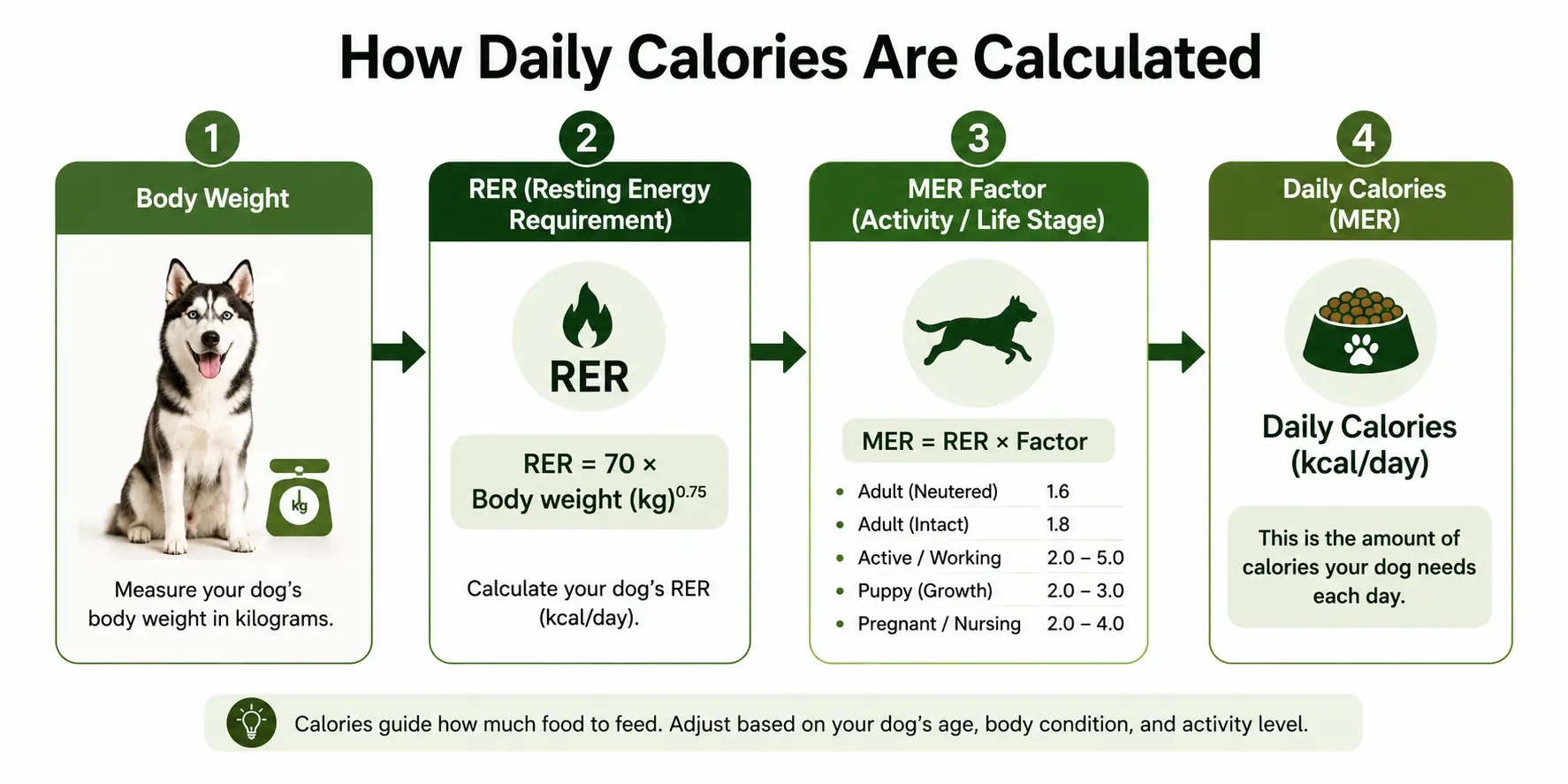 Dog calorie calculation from RER to MER