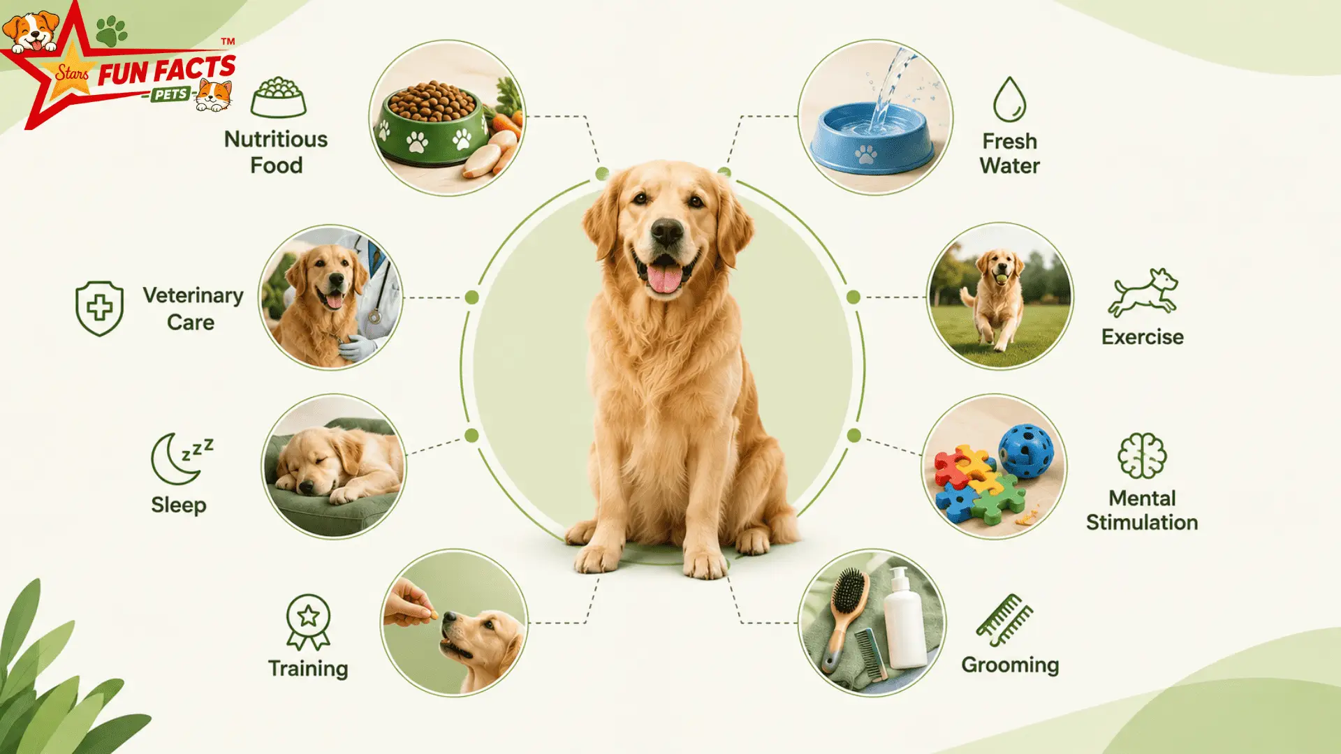 Essential daily needs of a dog including food water exercise grooming and care