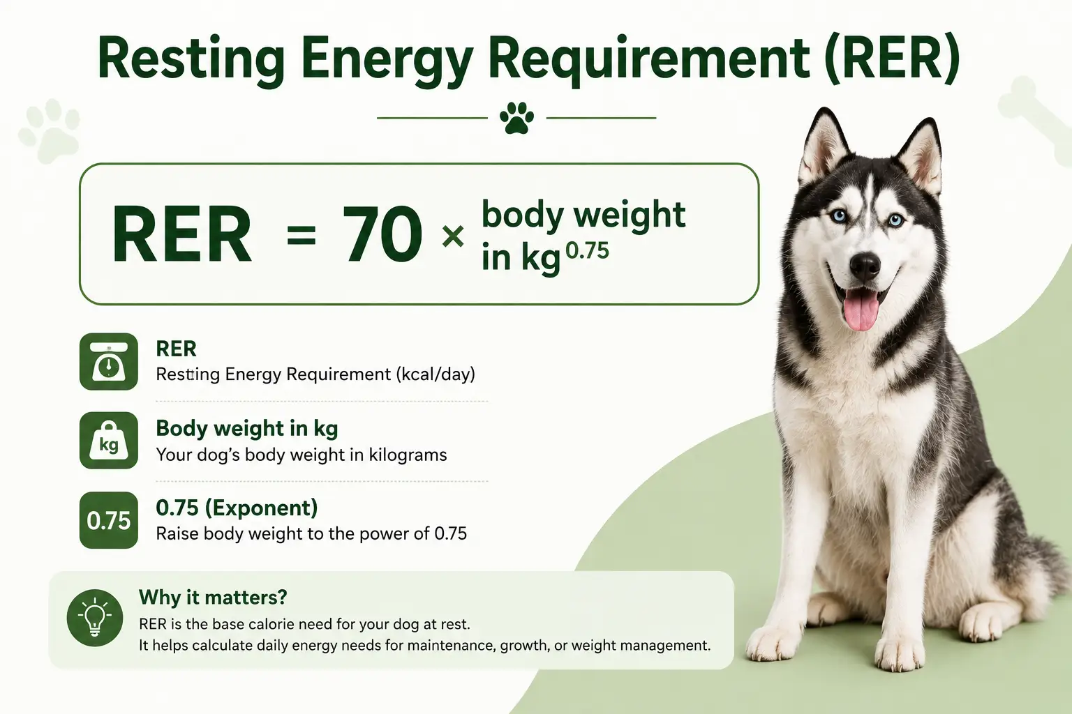 RER formula for calculating dog calorie needs