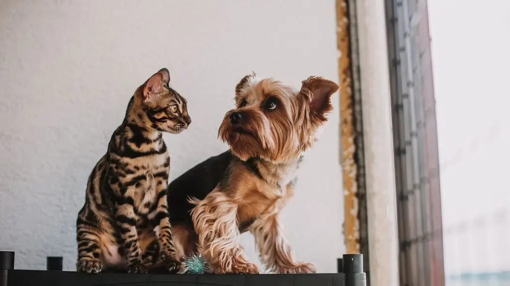 Bengal cat and Yorkshire Terrier sitting calmly side by side on a bench indoors