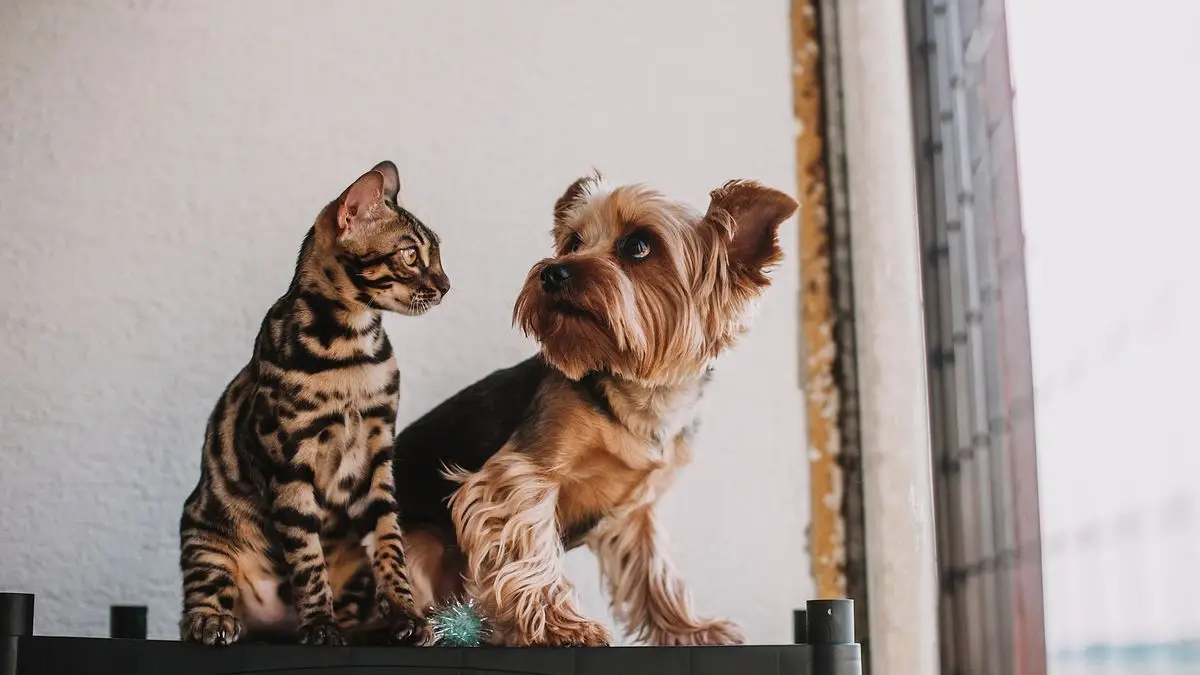 Exploring the Essentials of Pet Care