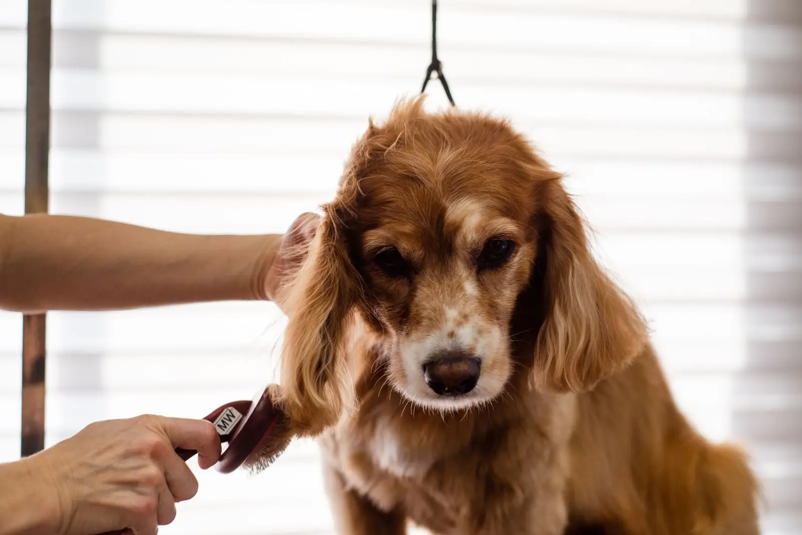 A person brushing a cocker spaniel’s coat during a grooming session