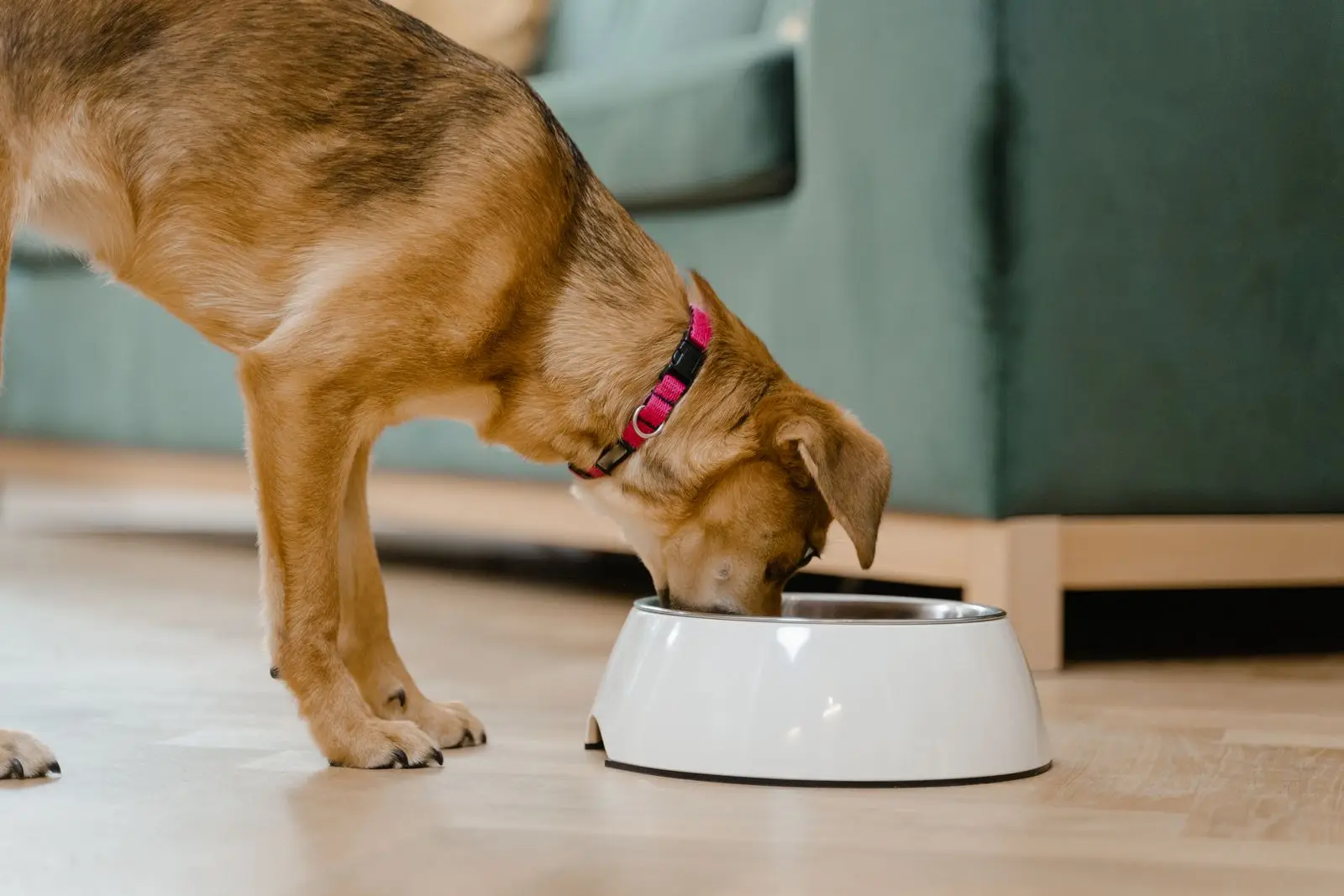 A dog wearing a pink collar eating dry food from a white bowl