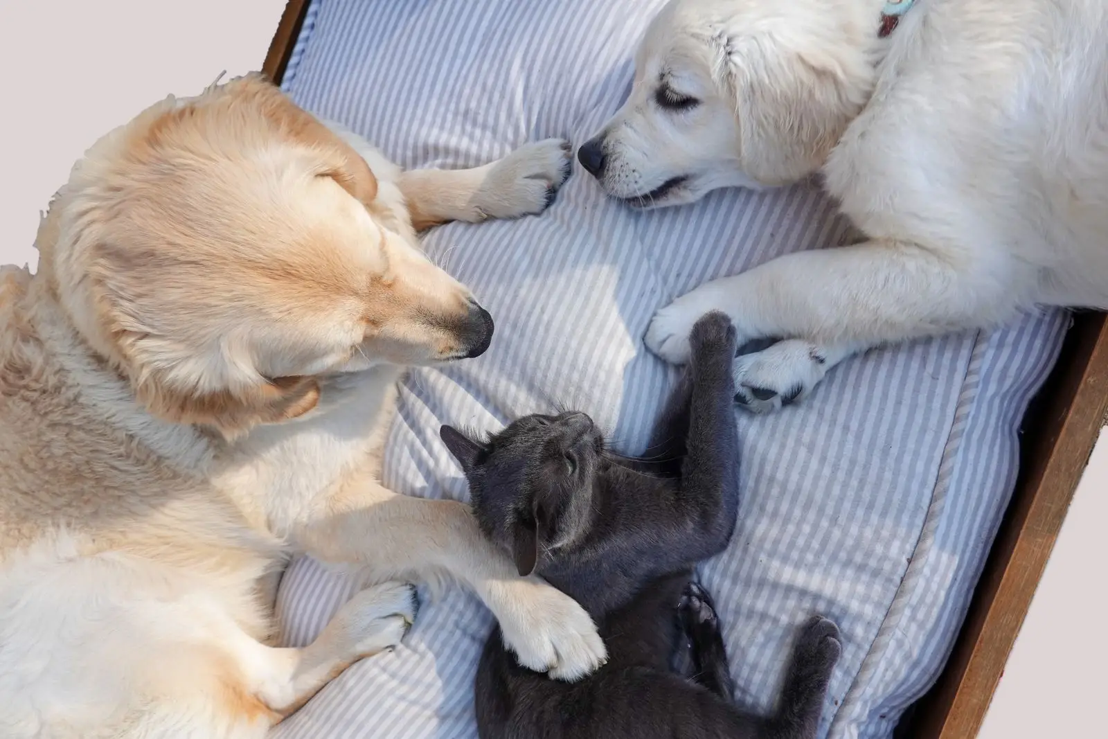 A golden retriever and a grey kitten resting together on a bed