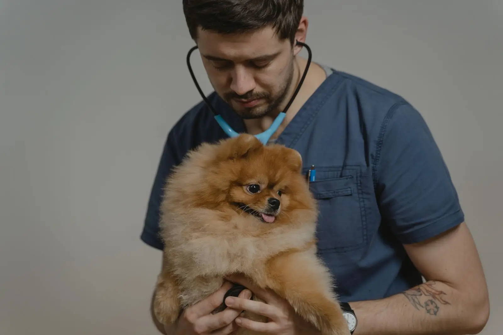 A veterinarian using a stethoscope to examine a small Pomeranian dog